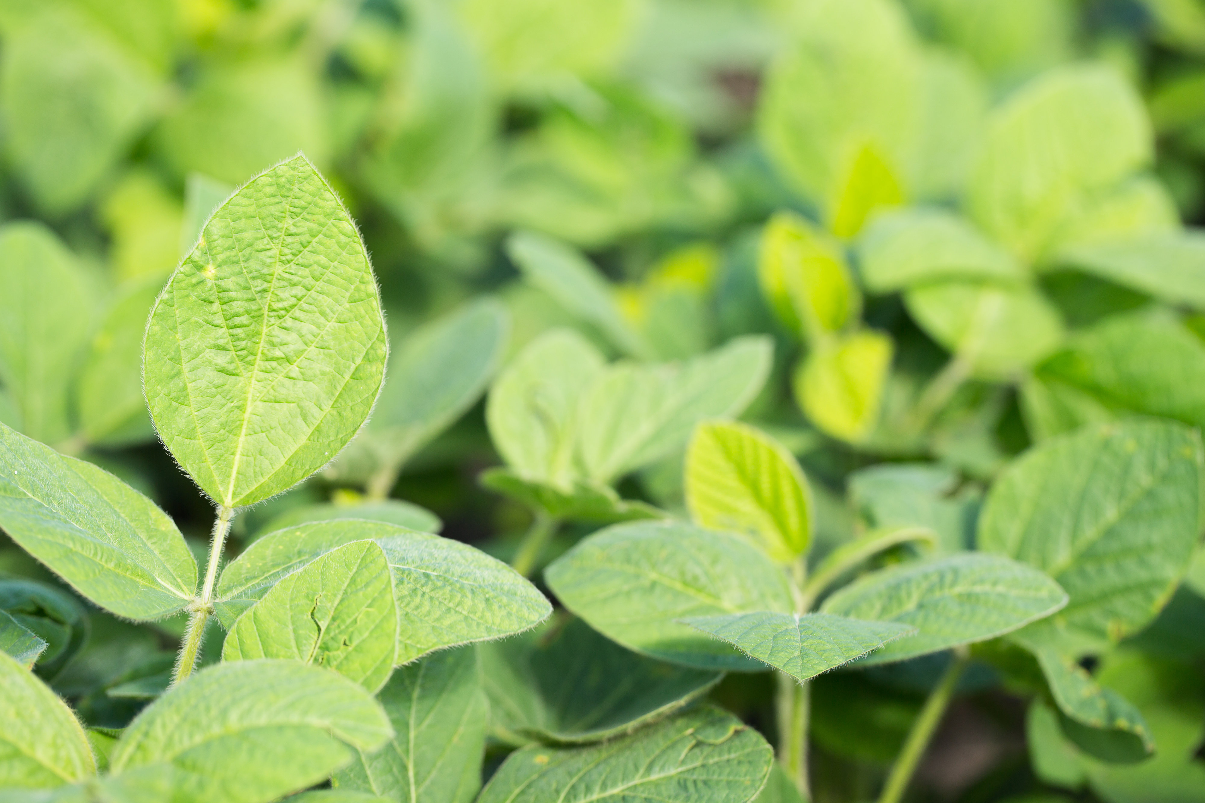 Soybeans – Good For Lowering Greenhouse Gas Emissions – Manitoba Pulse ...