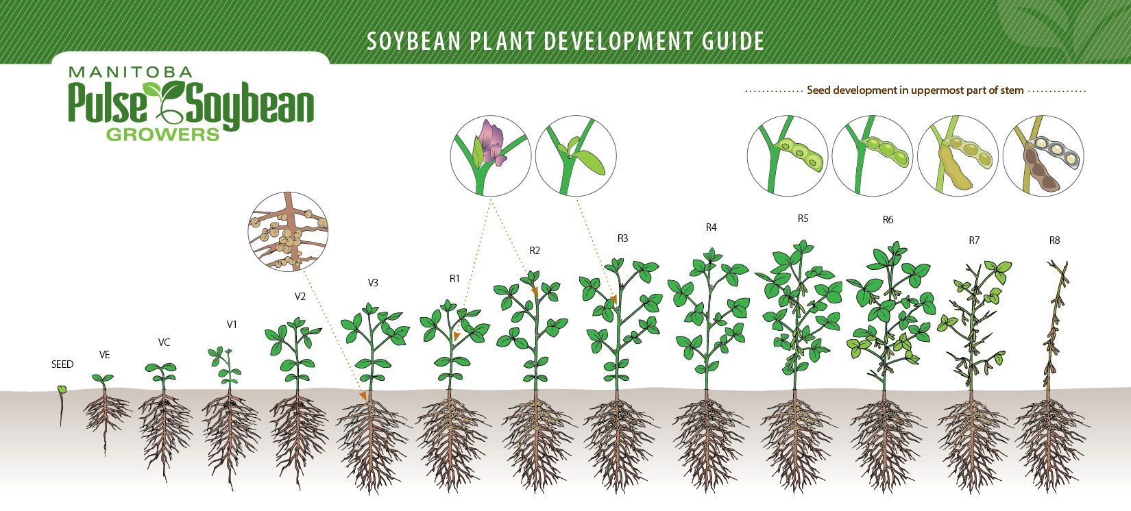 Soybean Plant Development Guide – Manitoba Pulse & Soybean Growers