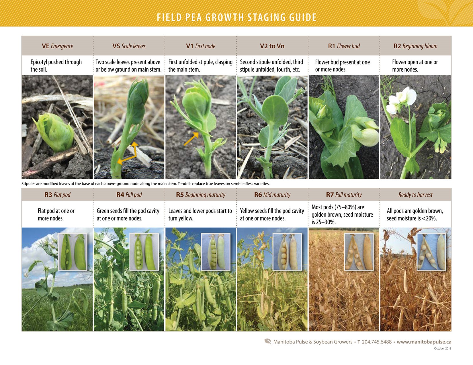 Field Pea Growth Staging Guide – Manitoba Pulse & Soybean Growers