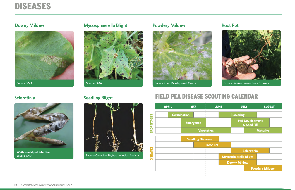 Disease Insect Identification hero image