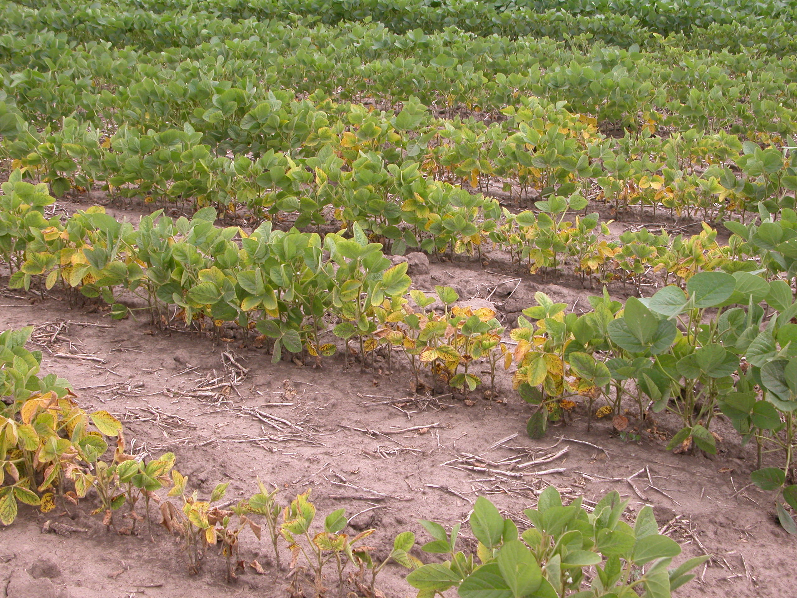 Soybean Cyst Nematode Life Cycle