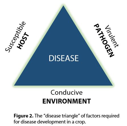 Foliar Fungicide Decision Making In Dry Beans – Manitoba Pulse ...