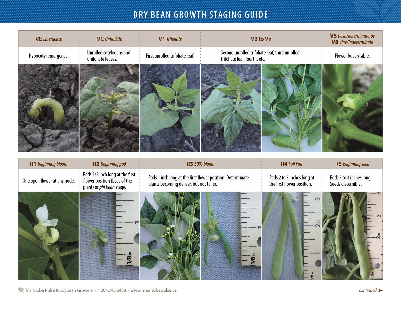 Dry Bean Growth Staging Guide – Manitoba Pulse & Soybean Growers