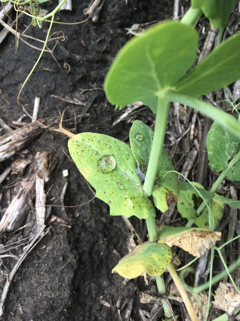 Mycosphaerella blight in the lower canopy of a pea crop, not likely severe enough to warrant a second fungicide application.