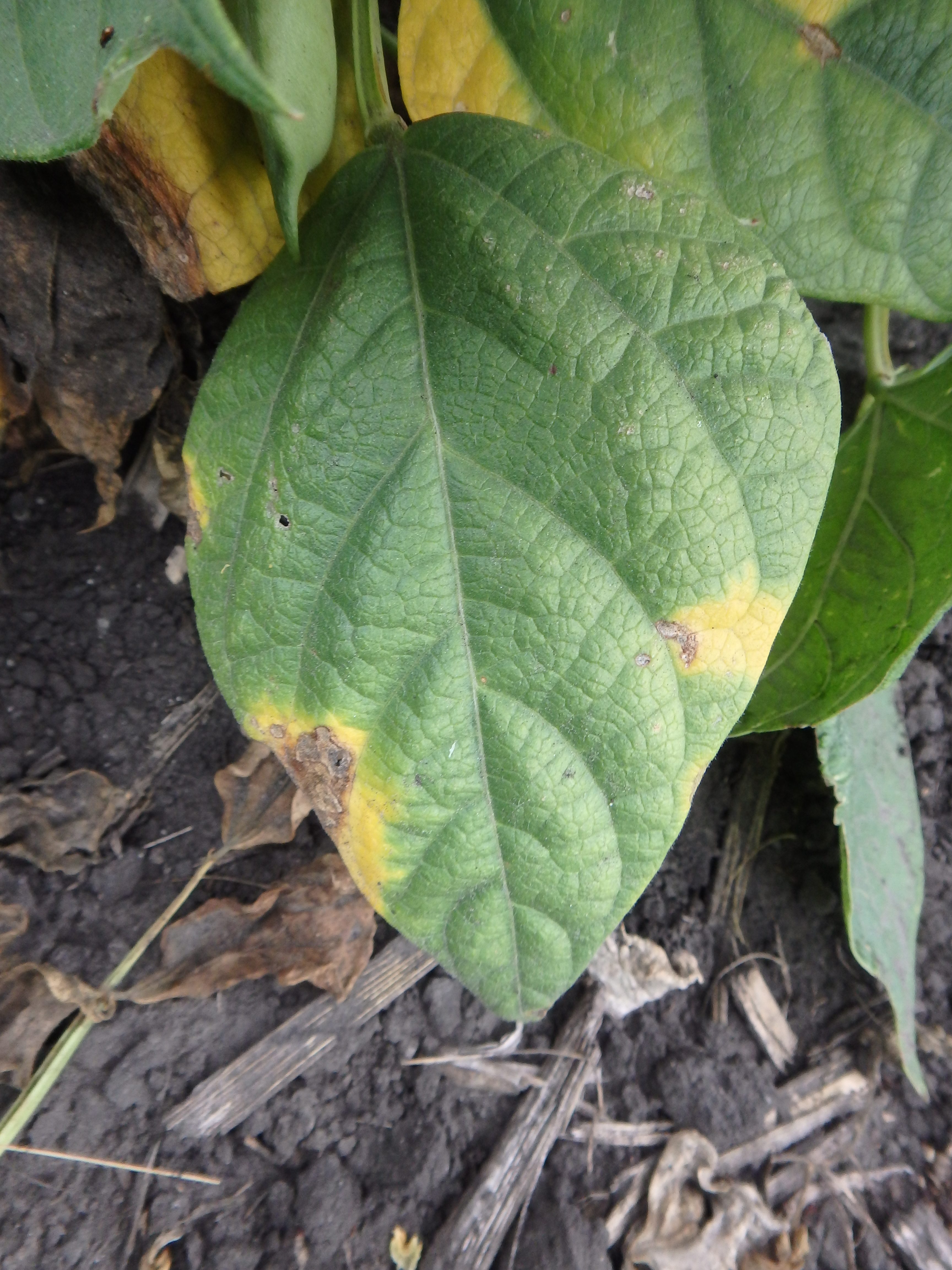 Dry Bean Foliar Diseases Manitoba Pulse Soybean Growers