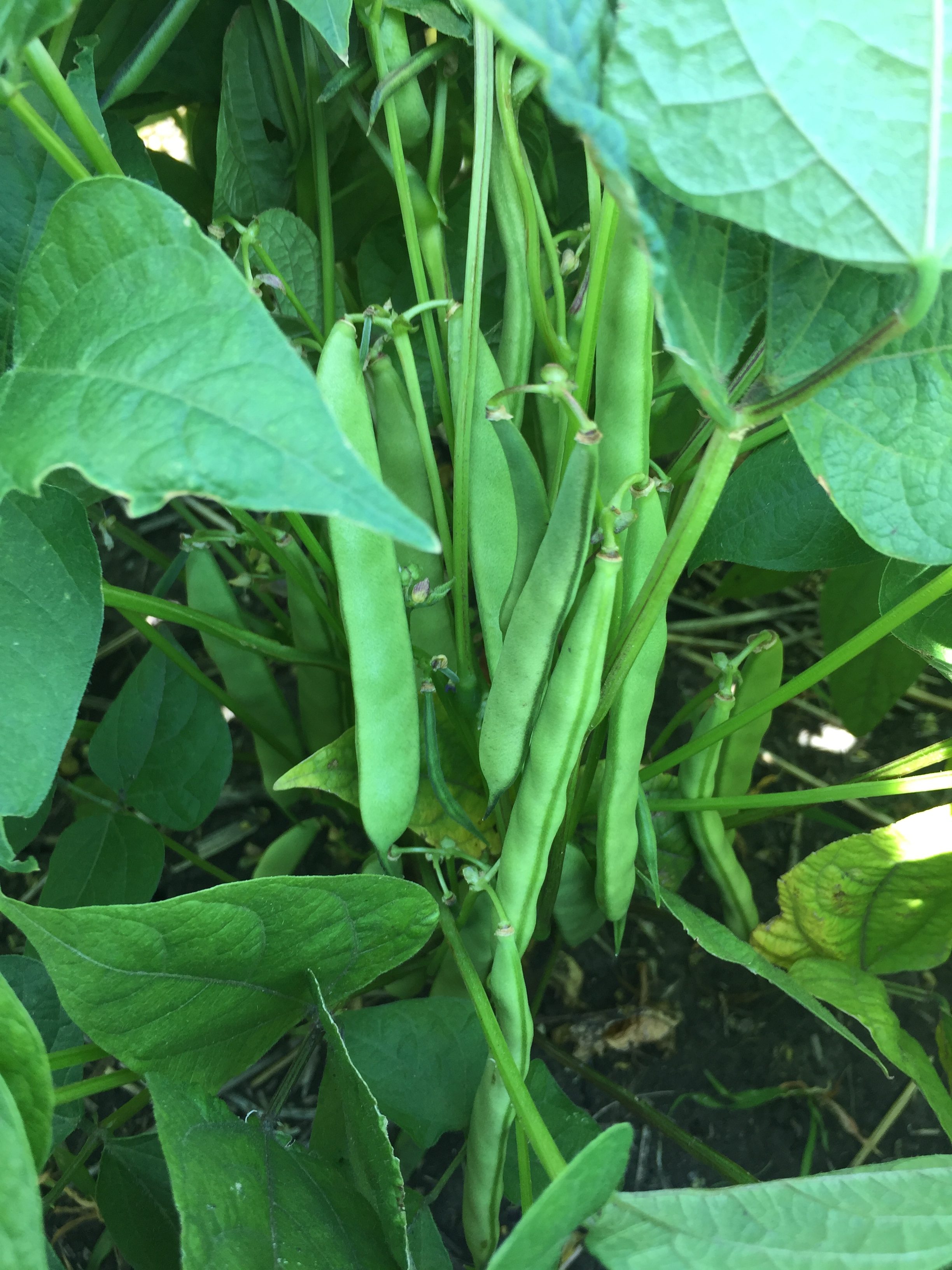 Black beans-R6-Aug. 2, 2019-N of Boissevain – Manitoba Pulse & Soybean ...