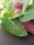 Bacterial blight in peas shows up as angular, water-soaked lesions.