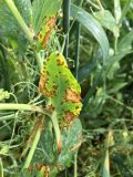 Bacterial blight in peas shows up as angular, water-soaked lesions.