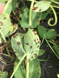 Bacterial blight in peas shows up as angular, water-soaked lesions.