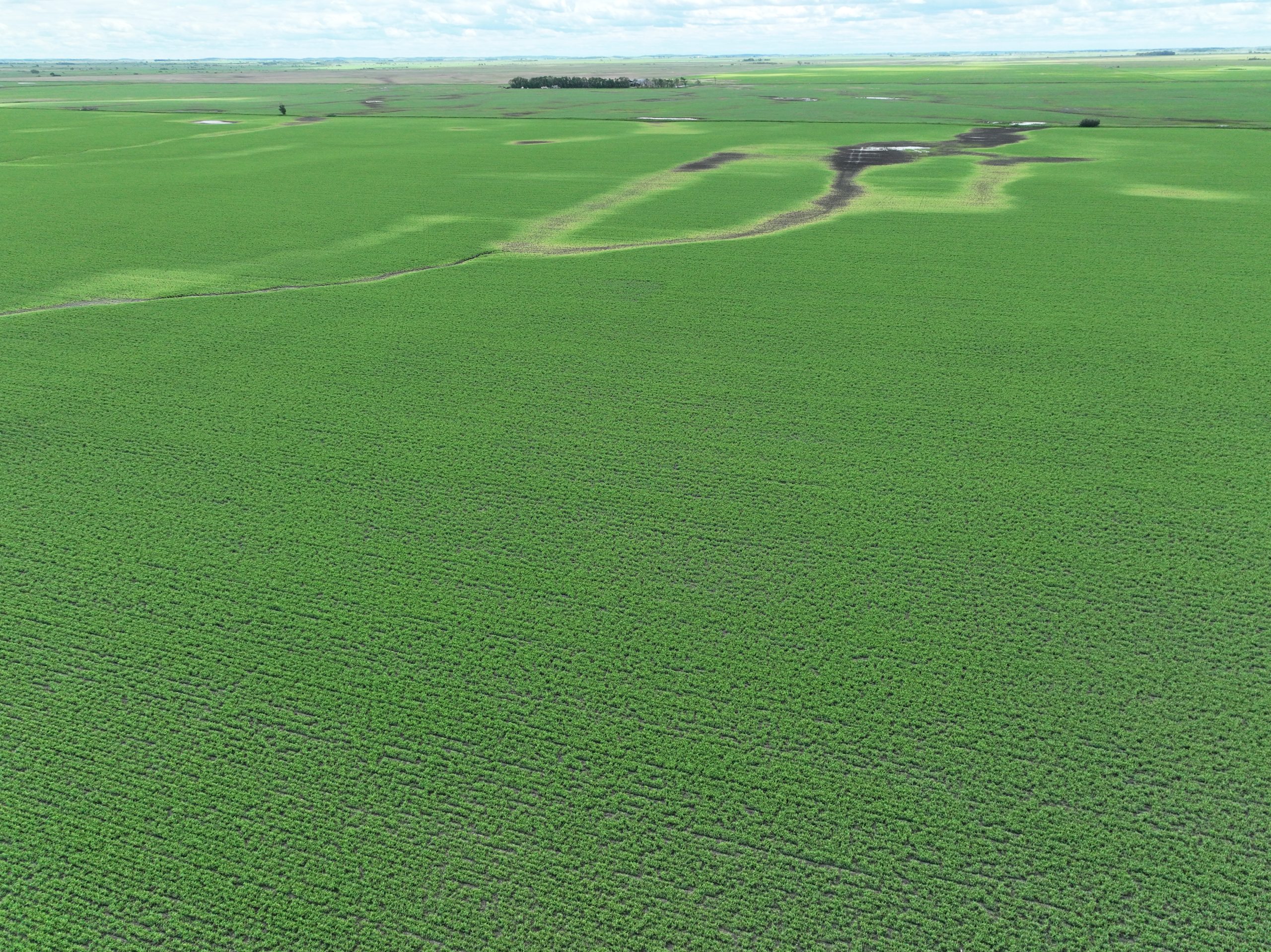 Peas 2022 Manitoba Pulse Soybean Growers   20220628 Wytnick Glenboro Peas DJI 0066 Scaled 