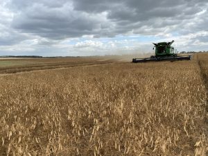 Yellow pea harvest near Notre Dame on Aug. 16, 2023.