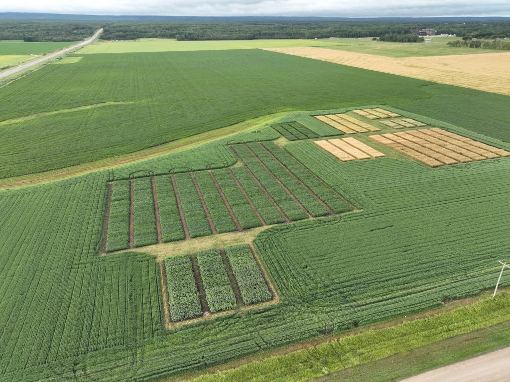 Manitoba regional variety evaluation trials in Dauphin