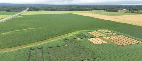 Manitoba regional variety evaluation trials in Dauphin