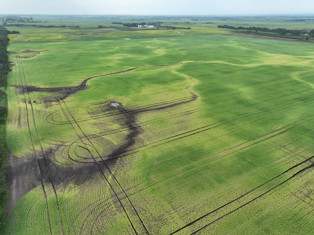 Field with pea root rot