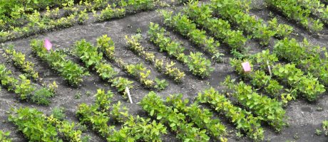 Soybean trials