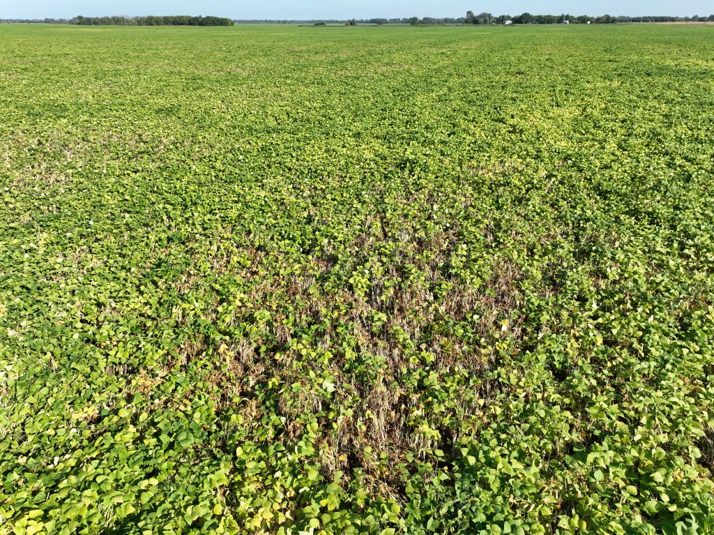 White mould was found in broadleaf crops