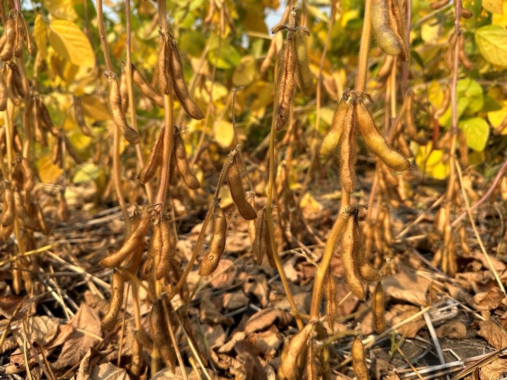 Soybeans at harvest