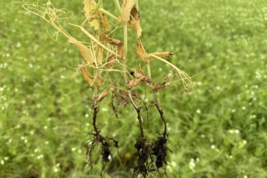 Field pea with visible root rot
