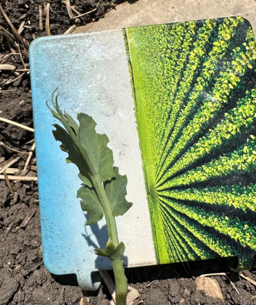 Scalloping Ridley Notches, Nibbles, and Scalloping – Manitoba Pulse & Soybean Growers