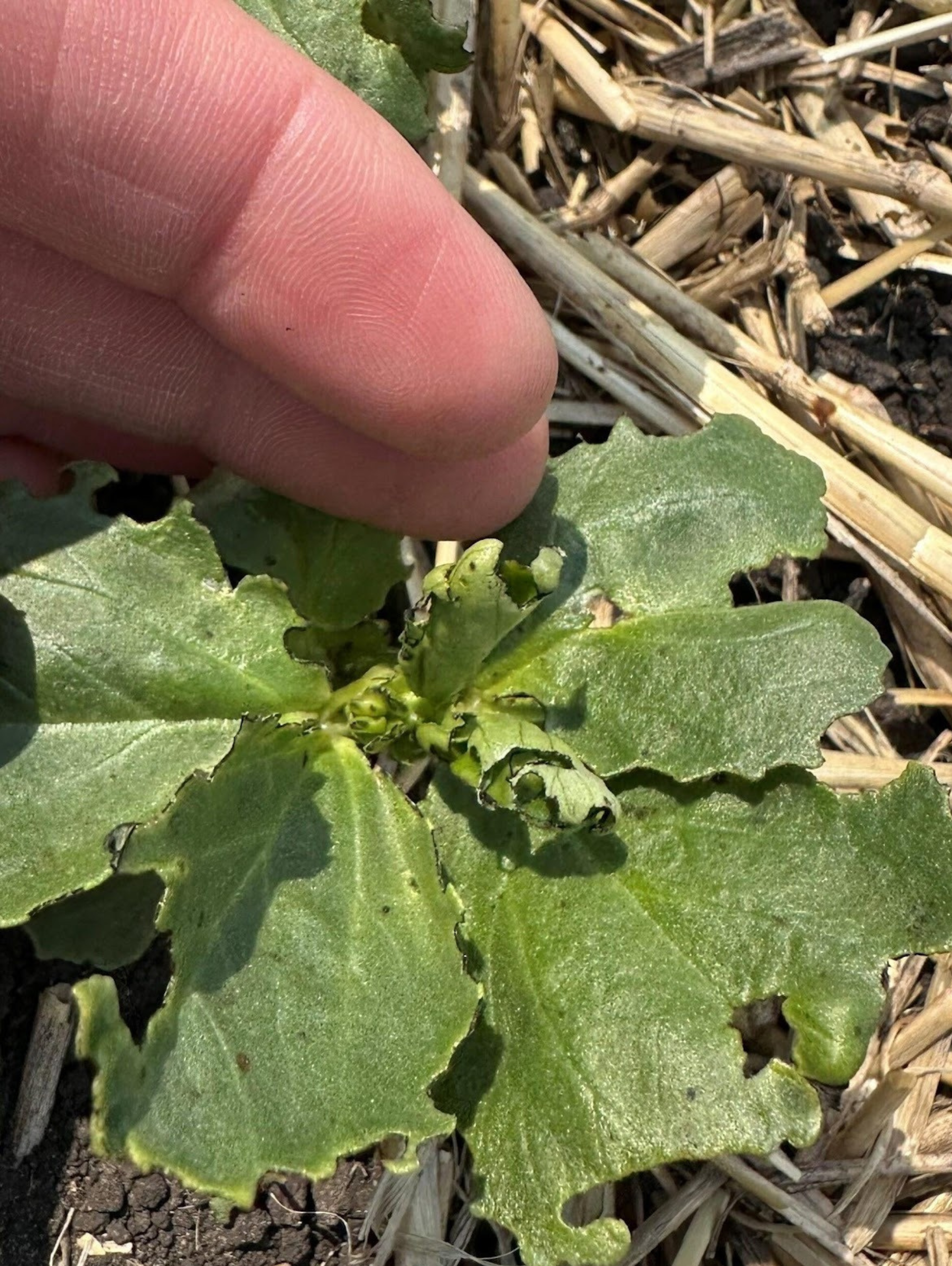 Pea leaf weevil notches on faba bean plant
