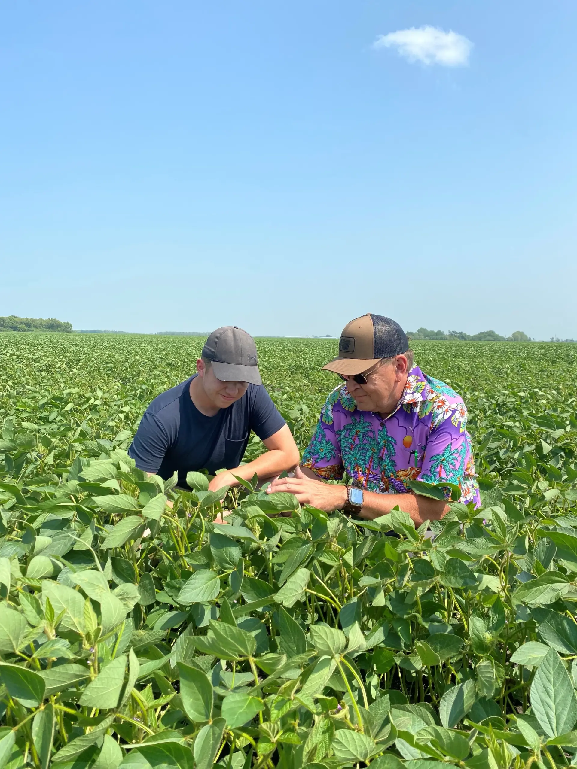 Manitoba Agriculture’s Pulse and Oilseed Specialist Dennis Lange